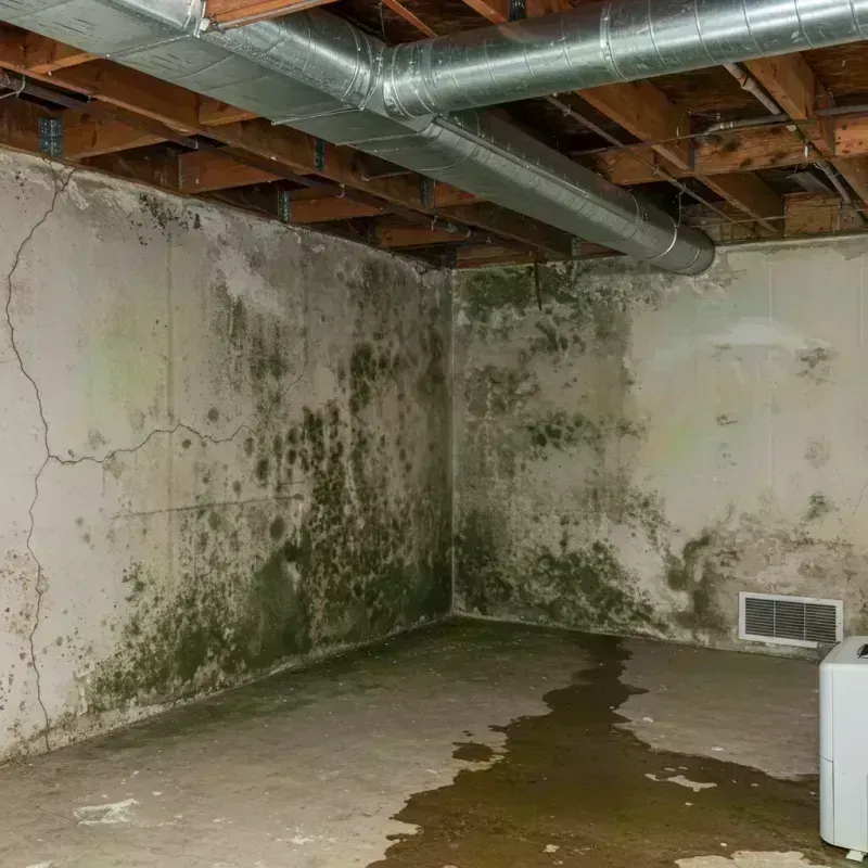 Professional Mold Removal in Greentree, NJ